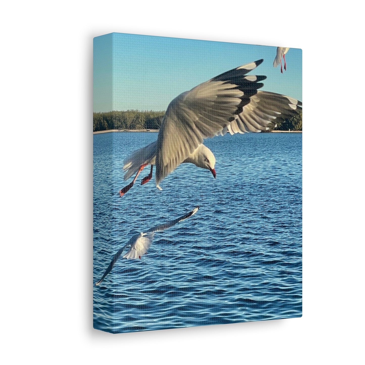 In Flight Print on Canvas on Stretched Canvas