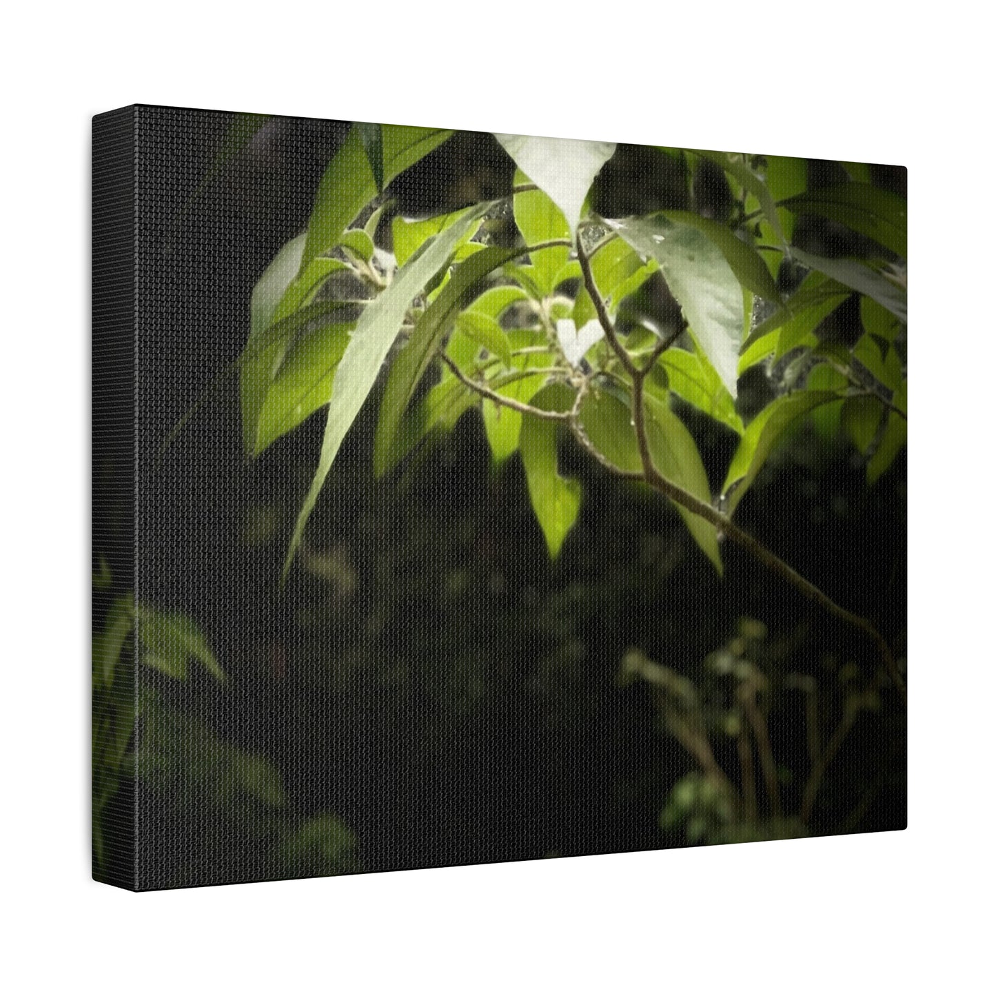 Storm Sunlight Print on Canvas on Stretched Canvas