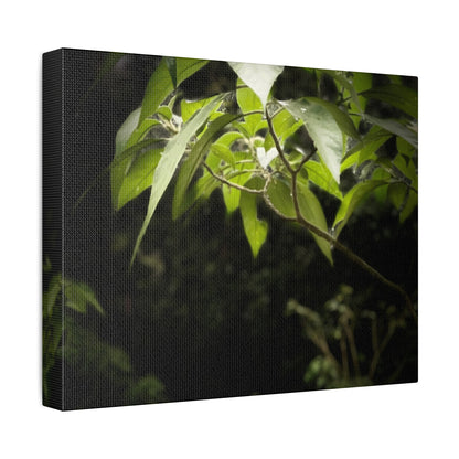 Storm Sunlight Print on Canvas on Stretched Canvas