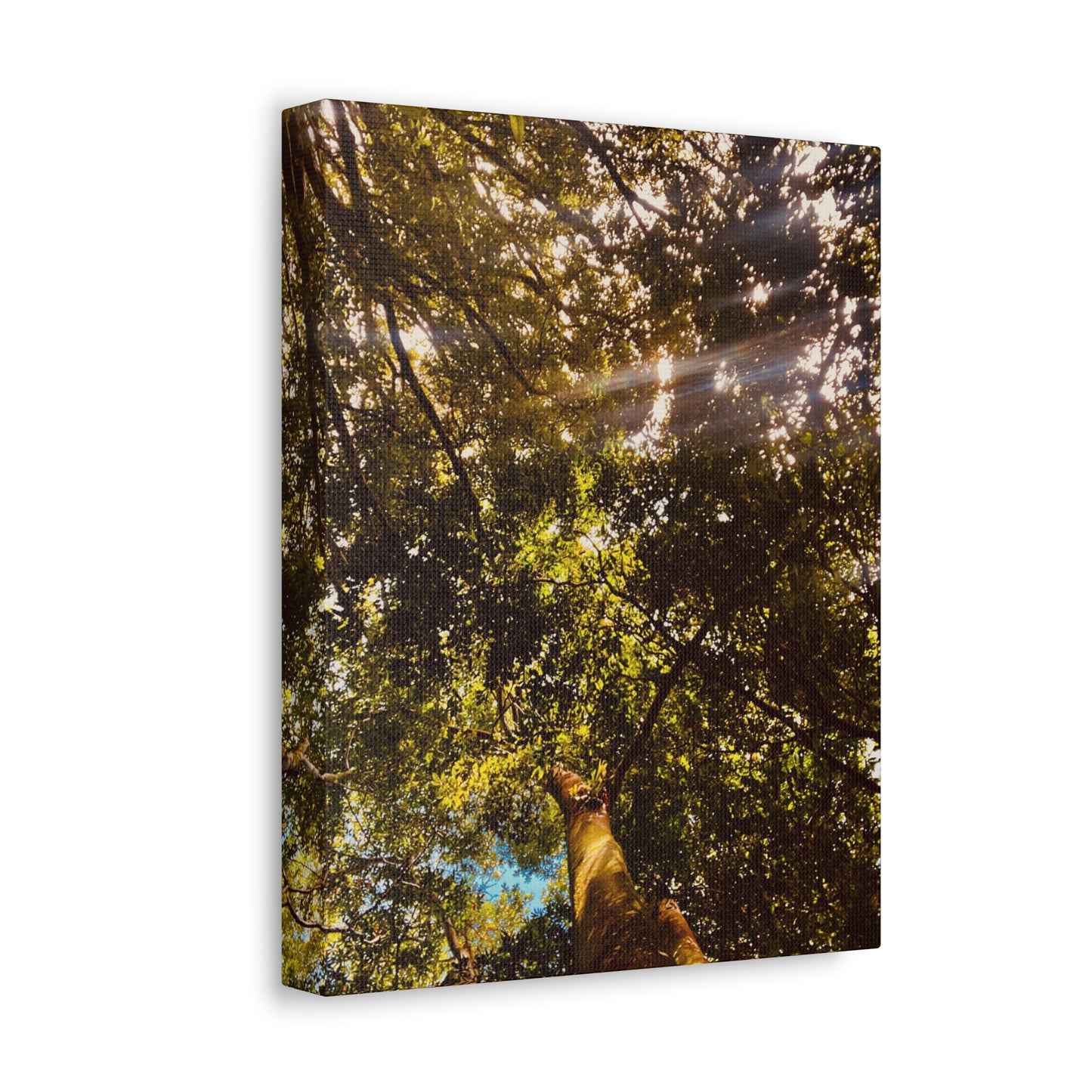 Sunlight Canopy Print on Canvas on Stretched Canvas