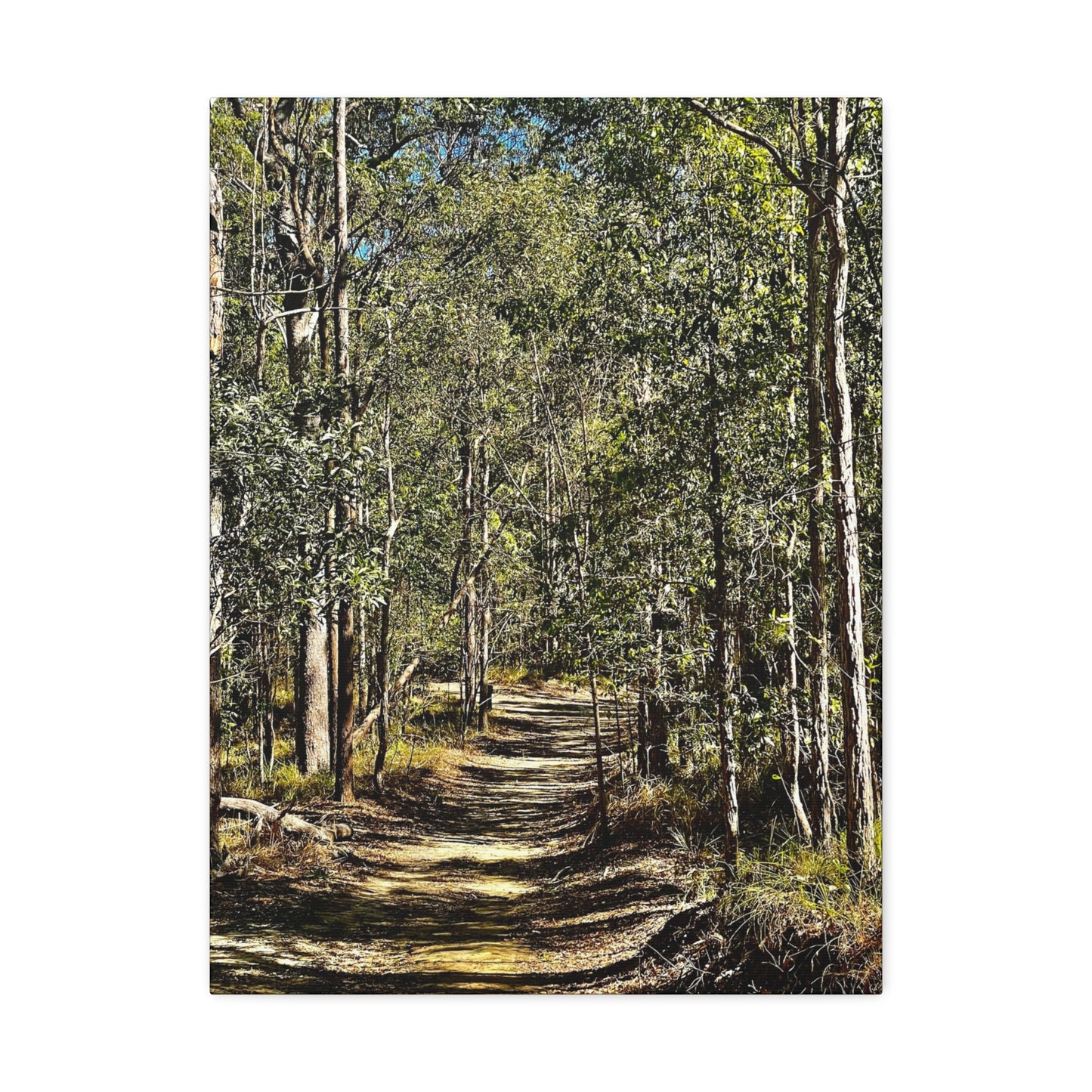 Forest Walk Print on Canvas on Stretched Canvas