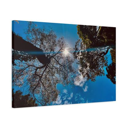 Sky Canopy Prints on Canvas