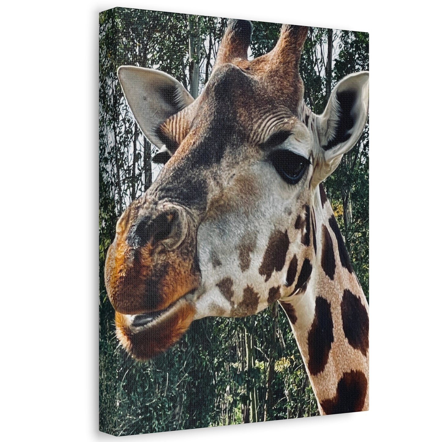Giraffe Print on Canvas on Stretched Canvas
