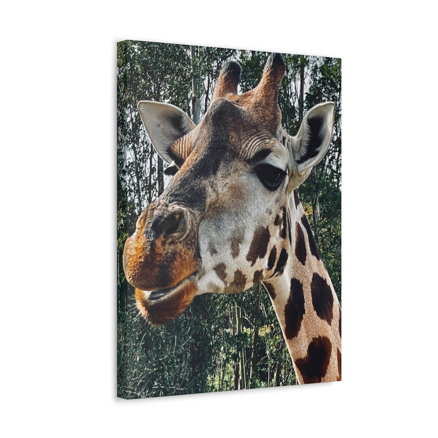 Giraffe Print on Canvas on Stretched Canvas