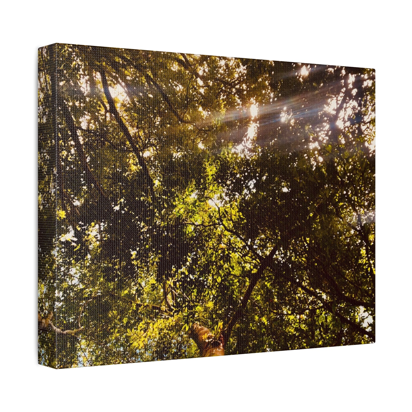 Sunlight Canopy Print on Canvas on Stretched Canvas