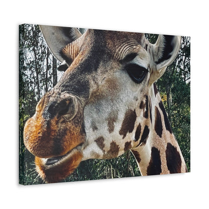 Giraffe Print on Canvas on Stretched Canvas