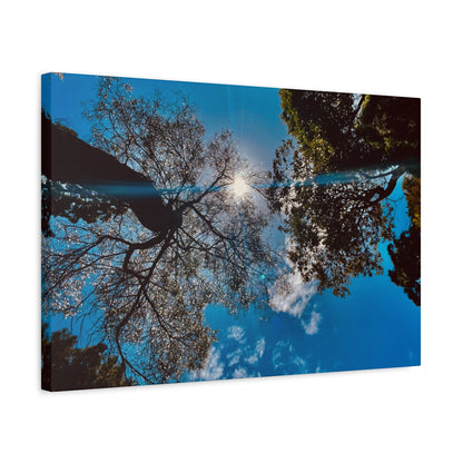 Sky Canopy Prints on Canvas