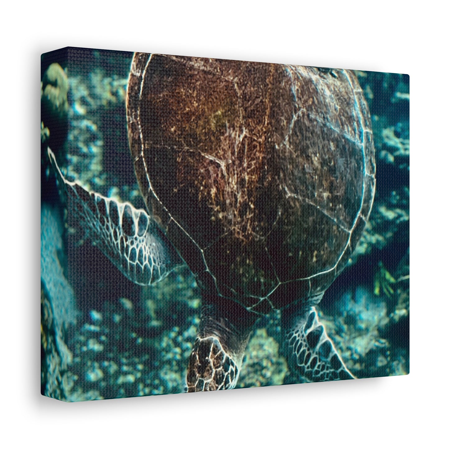 Turtle Print on Canvas on Stretched Canvas