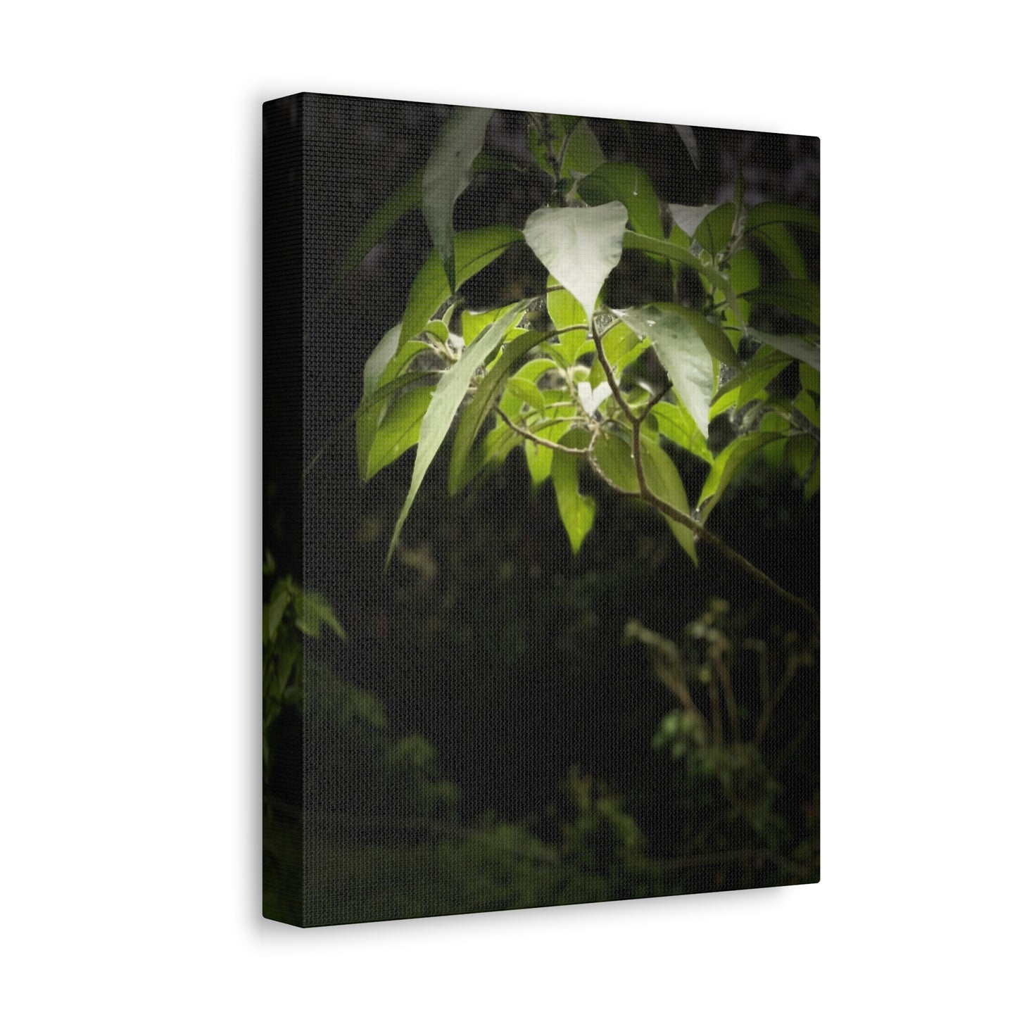 Storm Sunlight Print on Canvas on Stretched Canvas