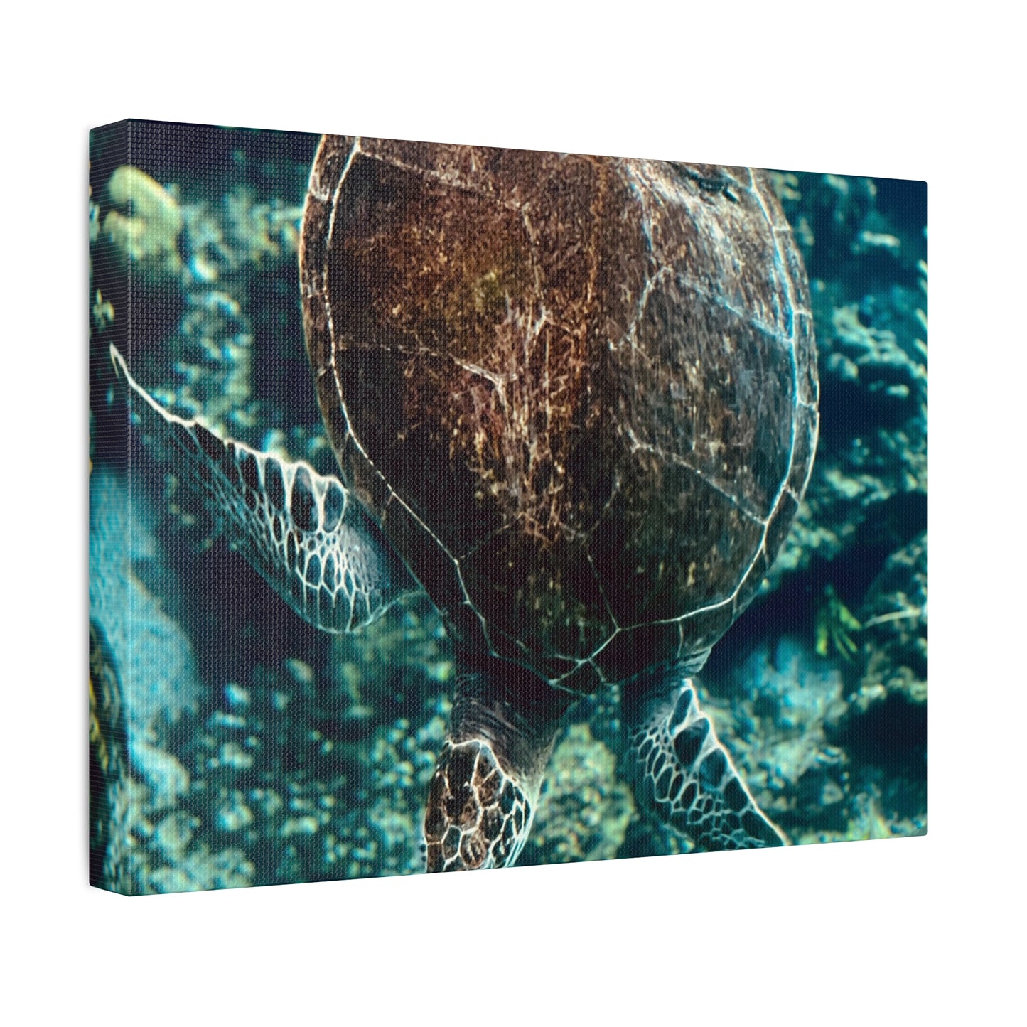 Turtle Print on Canvas on Stretched Canvas