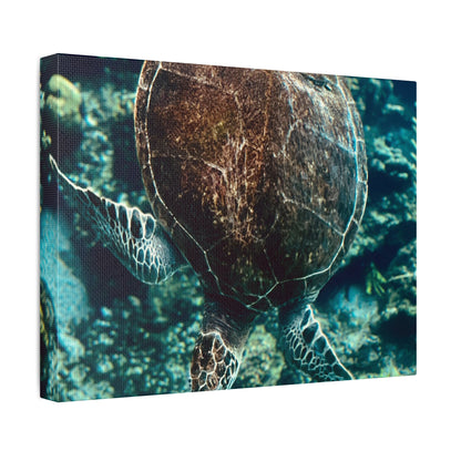 Turtle Print on Canvas on Stretched Canvas