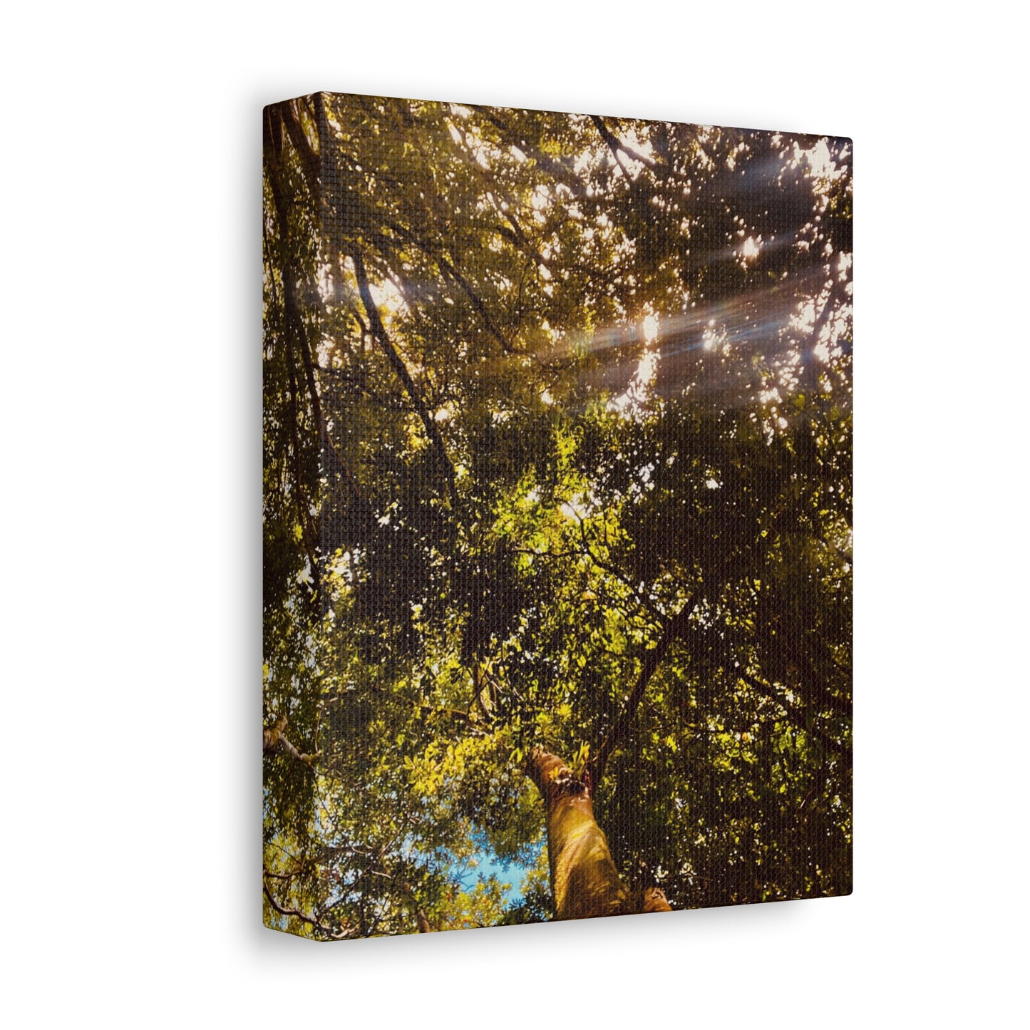Sunlight Canopy Print on Canvas on Stretched Canvas