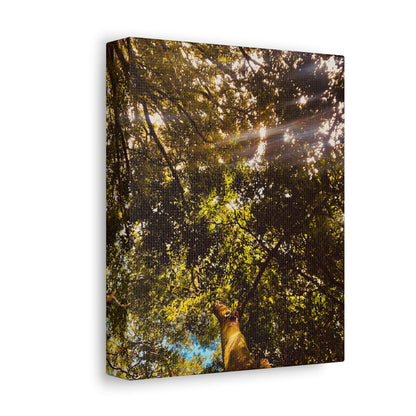 Sunlight Canopy Print on Canvas on Stretched Canvas