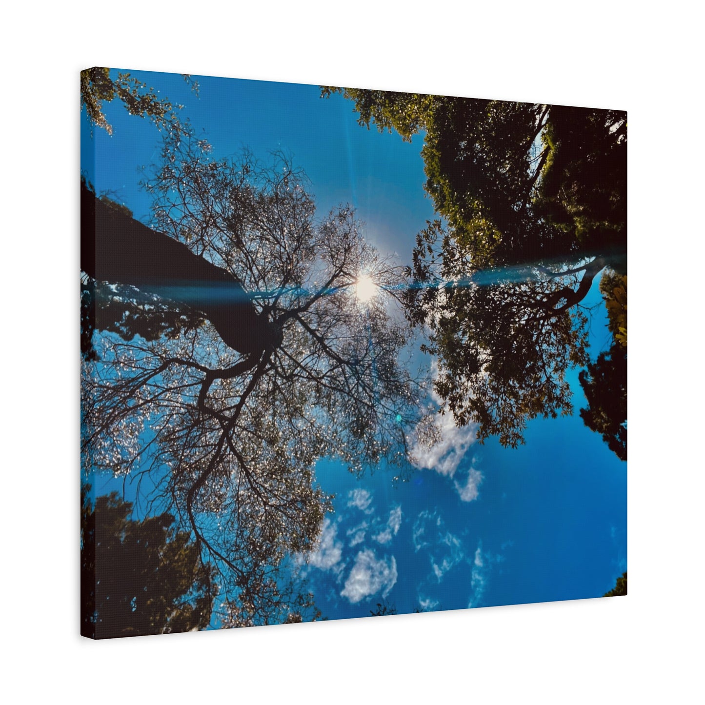 Sky Canopy Prints on Canvas